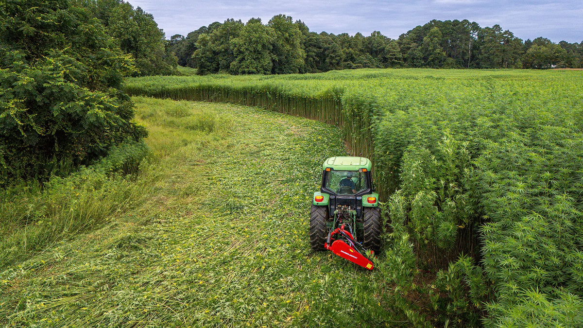 A tractor harvesting tall hemp plants in a field bordered by trees.