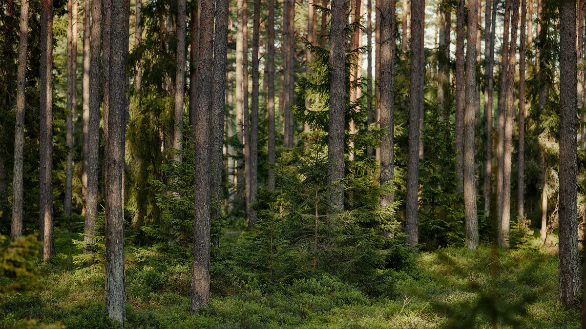 Sunlight filtering through tall conifers and green undergrowth in a forest.